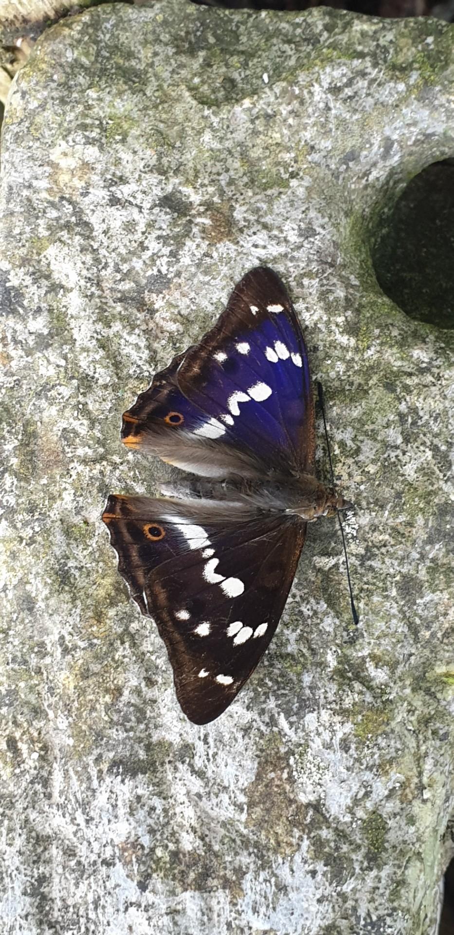 grote weerschijnvlinder