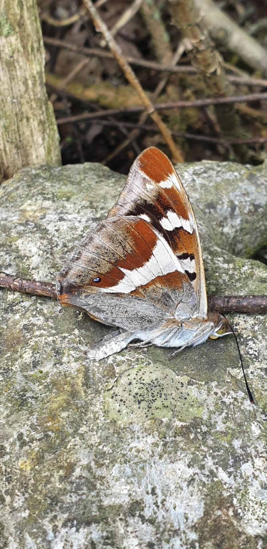 grote weerschijnvlinder1